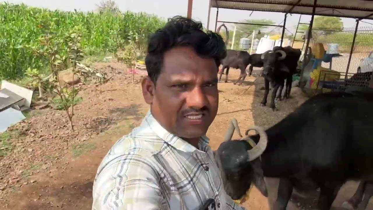 बघा आमचा कांदा कसा आलाय लसूण जाळला लोकांचा पण आमचा चांगला आलाय 😂#गावठीनिलेशपुनम 