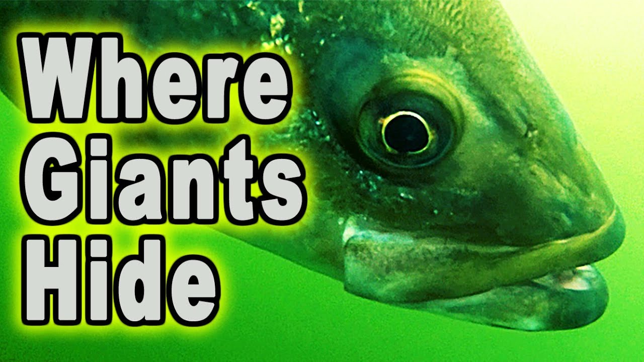 The Secret to Tennessee River Striped Bass