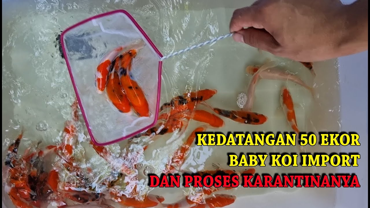 KEDATANGAN 50 EKOR BABY KOI IMPORT | DAN CARA PROSES KARANTINA BABY KOI
