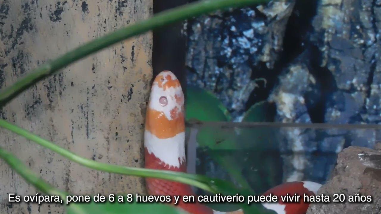 F de Falso Coralillo