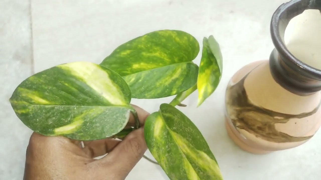 how to grow money plant in water !money plant ko pani me lagane ka asan tarika