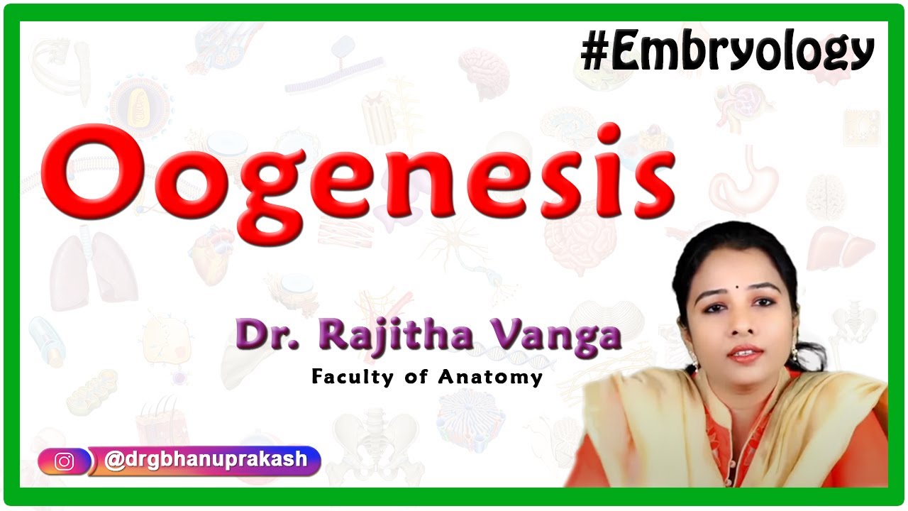 Oogenesis - Human Embryology