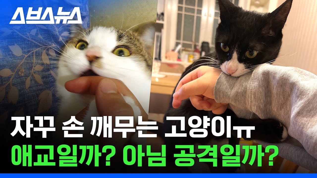 '피리 부는 고양이'? 우리집 고양이가 내 손 깨무는 진짜 이유;; / 스브스뉴스