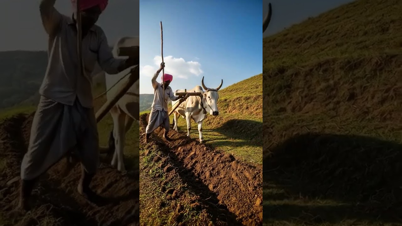 Black Ox Launches Farmer into the Air
