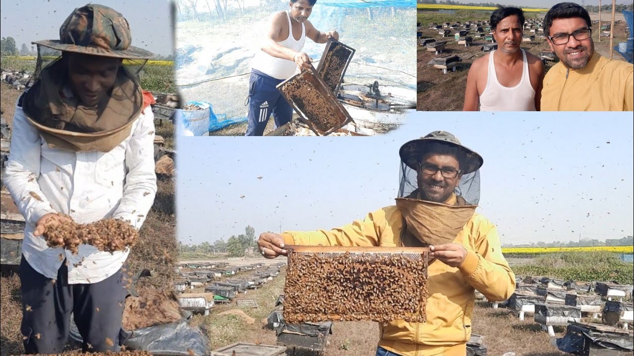 How To Start Your Own Honey Bee Farm (for Beginners)