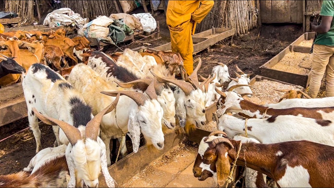 Buying Special Rams And Goats To My Farm