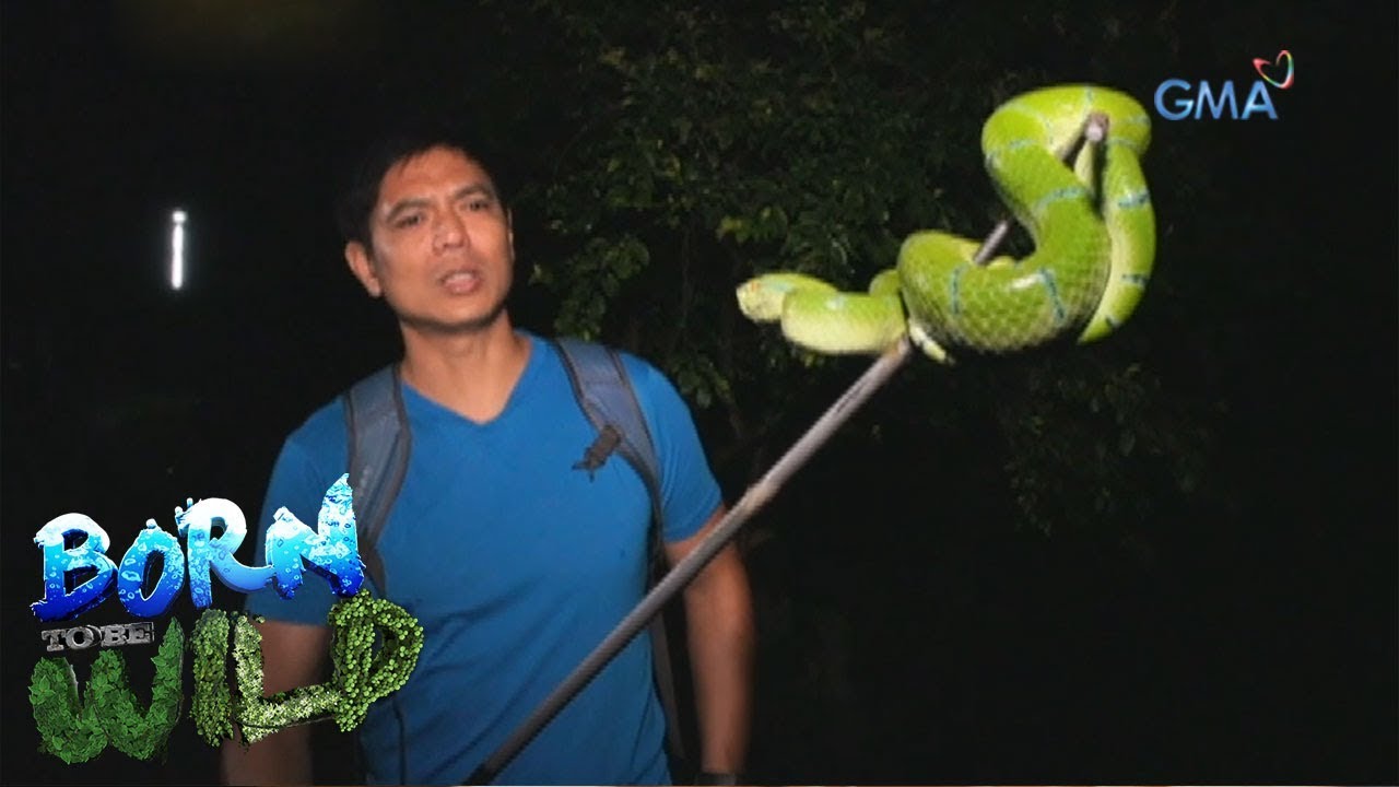 Born to be Wild: Close encounter with a large Temple Pit Viper