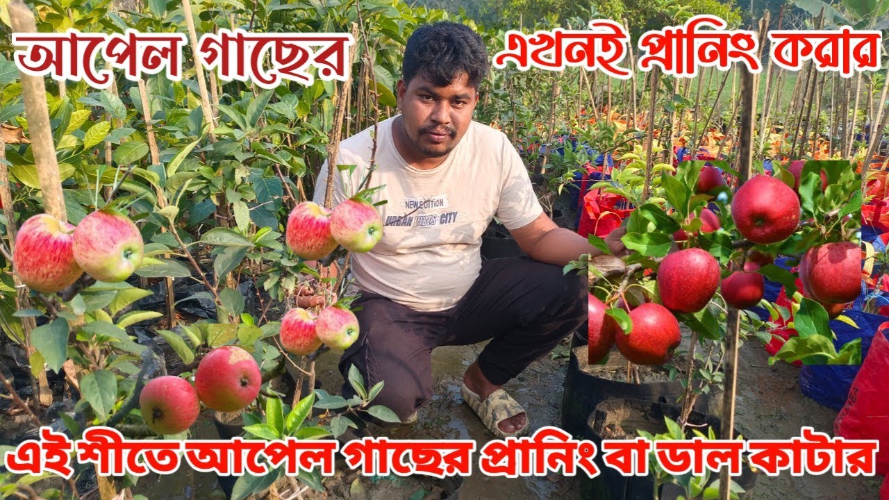 জানুয়ারি মাসের মধ্যে আপেল গাছের প্রানিং করার সময় ফল ধরানোর কৌশল জেনেনিন মোল্লা নার্সারি