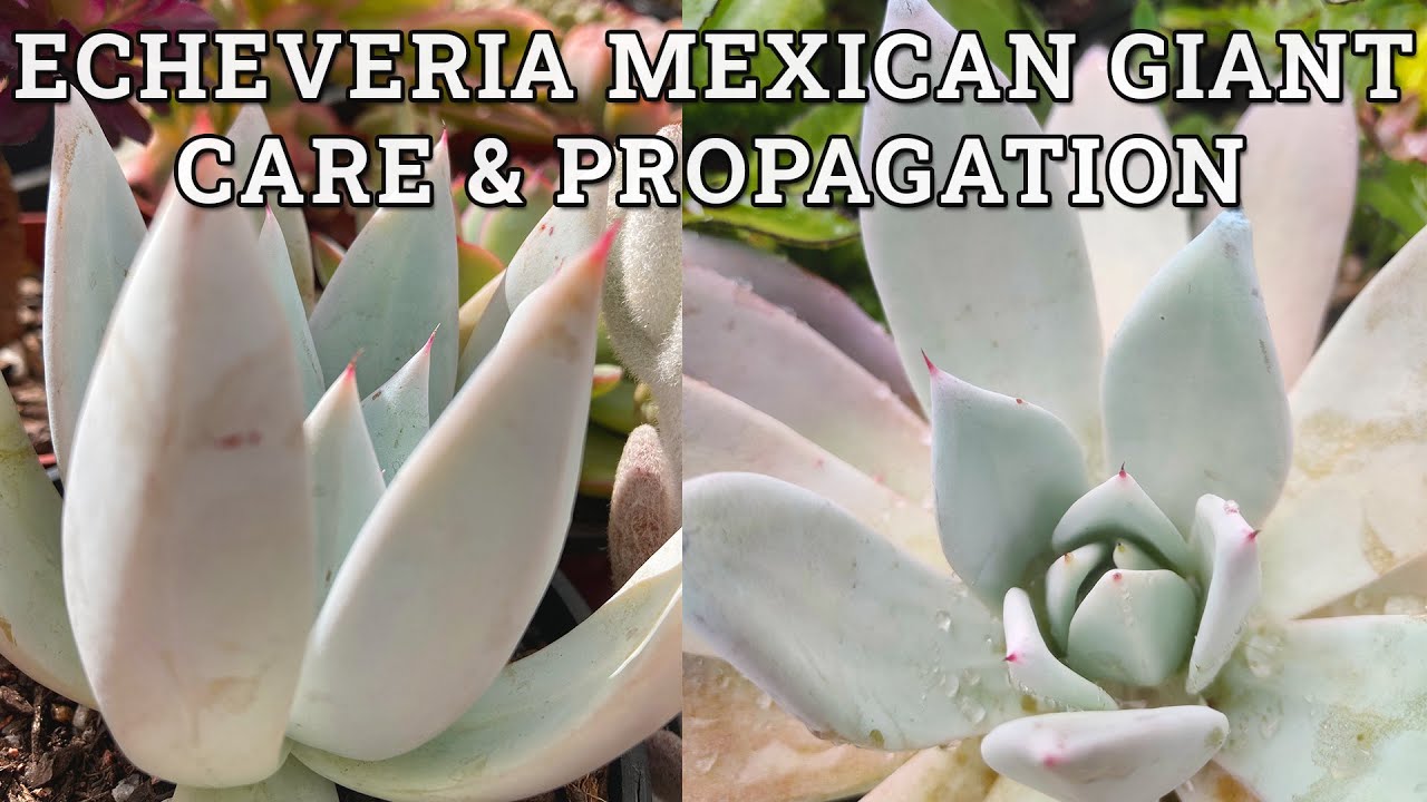 Echeveria Colorata 'Mexican Giant' Care & Propagation