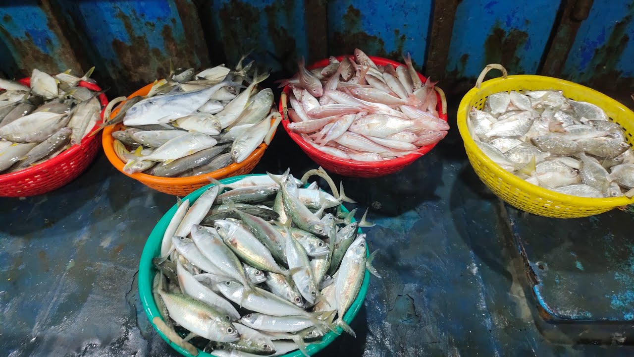 Pondicherry Sunday fish harbour / live fish action in Pondicherry