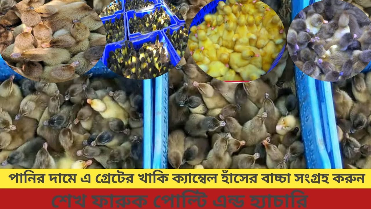 পানির দামে খাকি ক্যাম্বেল হাঁসের বাচ্চা সংগ্রহ করুন# খাকি ক্যাম্বেল হাঁসের বাচ্চা #01799855107 