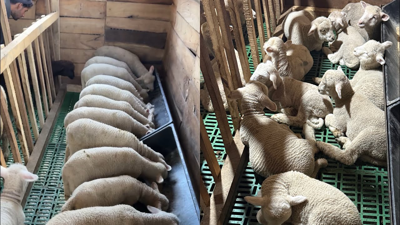 How to keep our little lambs healthy and lead our farm to success