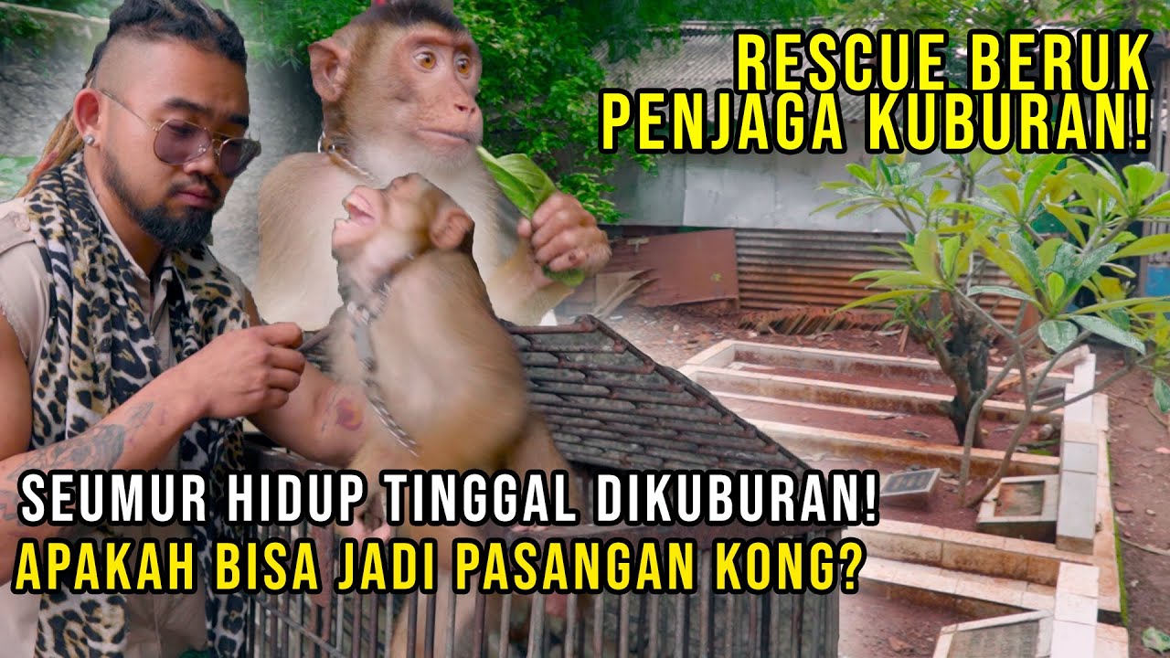 RESCUE BERUK BETINA TERLANTAR DI KUBURAN, APAKAH BSA JADI PASANGN KONG? #AudreyA #Indoexoticpets