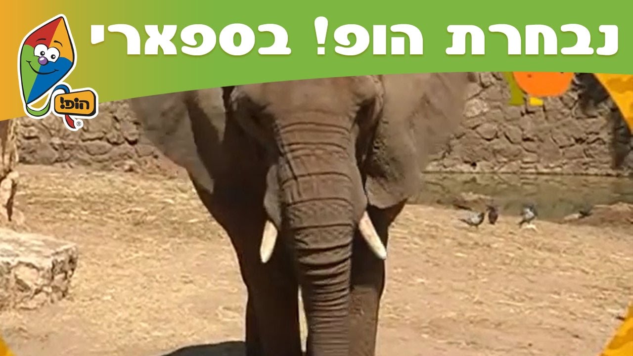 פילים אפריקניים - נבחרת הופ! בספארי