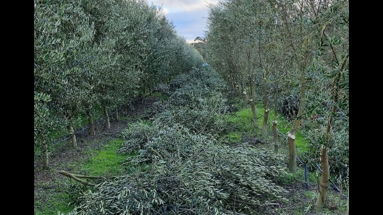 Renovación de un olivar en seto