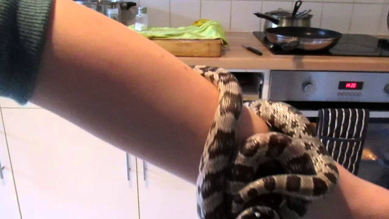 anerythristic corn snake