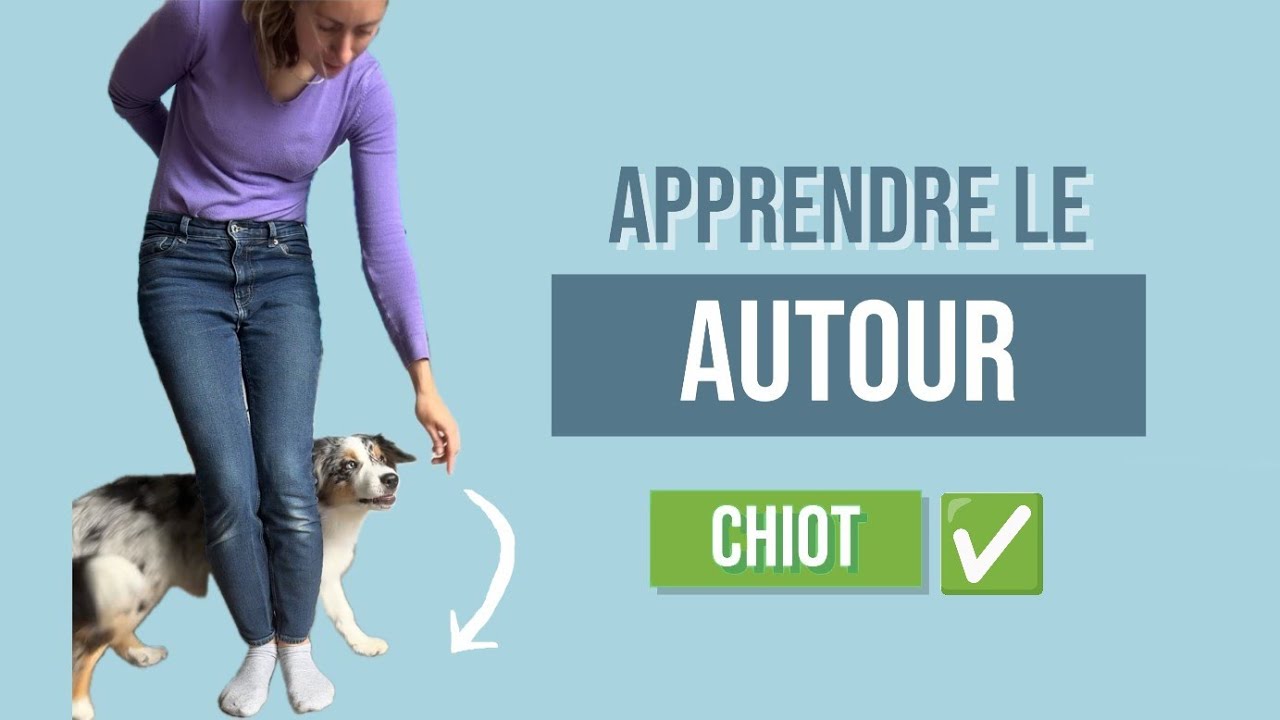 Apprendre le Autour : Un super tour à faire avec ton chiot ! 🐶