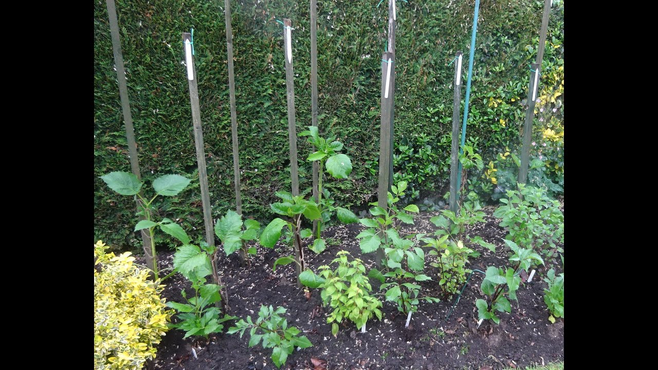 Early summer 2022 in Geoff & Heather’s dahlia garden