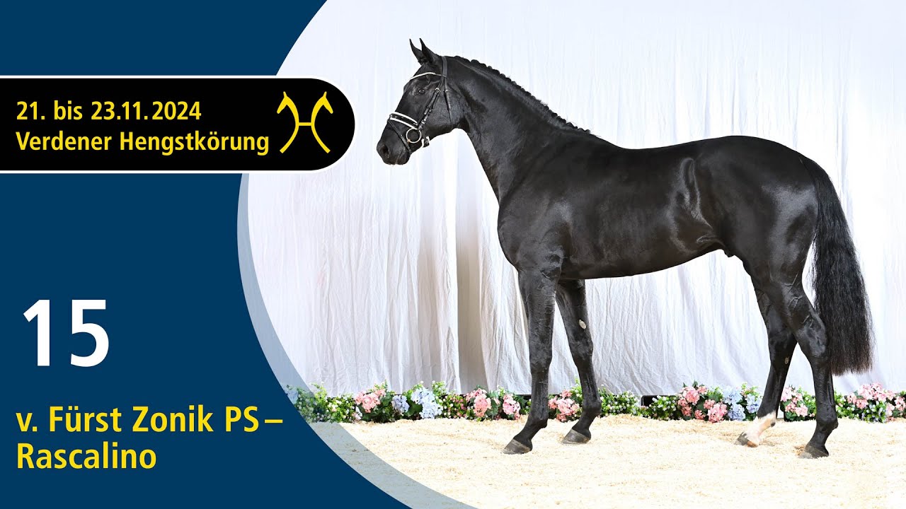 No. 15 Stallion by Fürst Zonik PS - Rascalino | Verden Stallion Licensing 2024 - Nov. 22/23