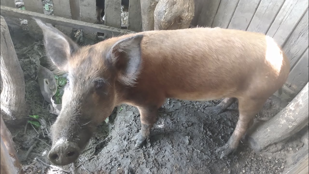 Palma miúda na alimentação dos porcos
