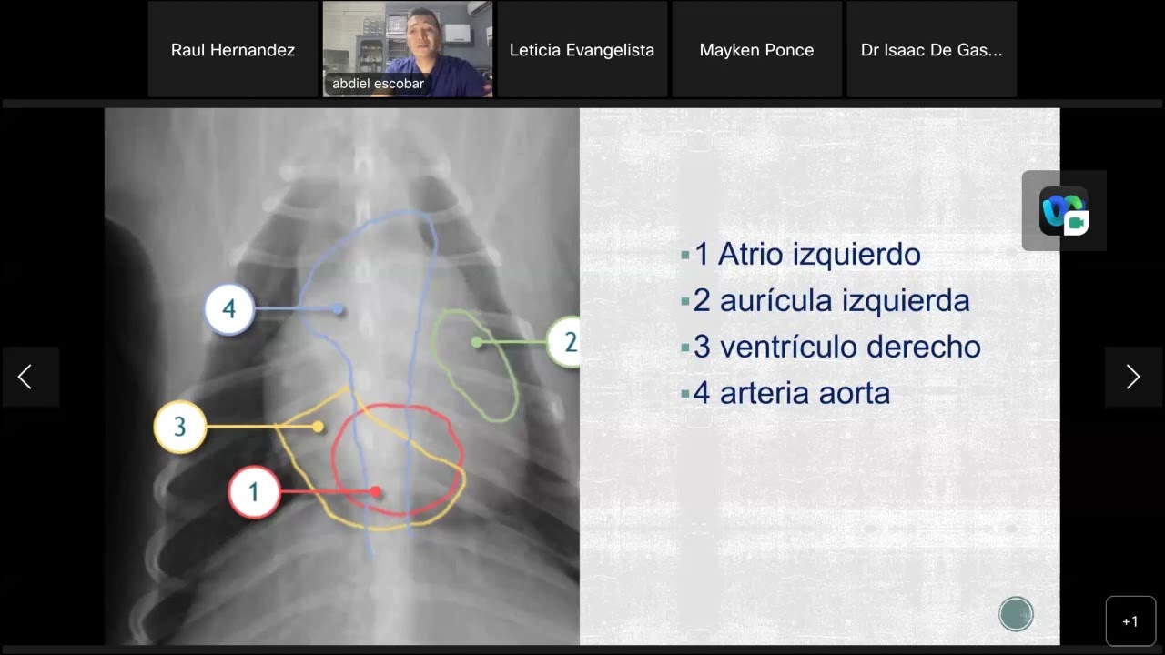Anatomía cardiovascular del tórax canino y felino