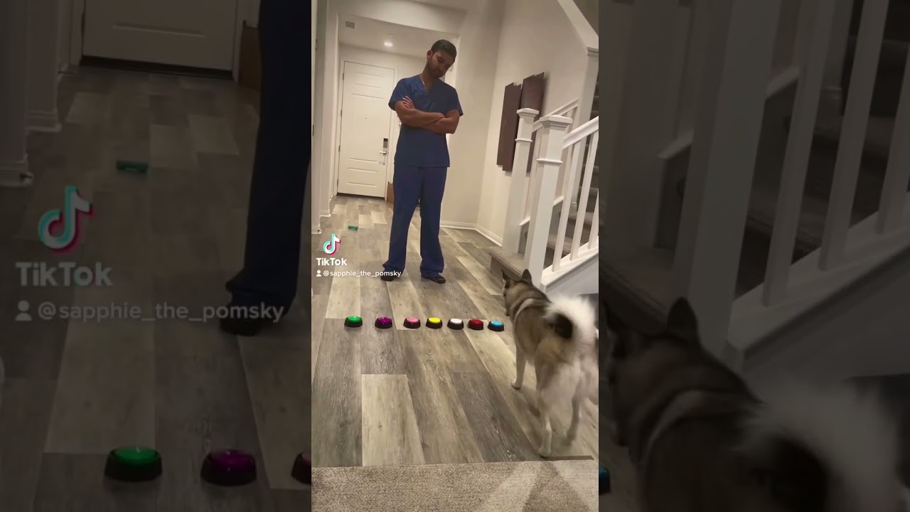 $#pomskydog #pomskylife