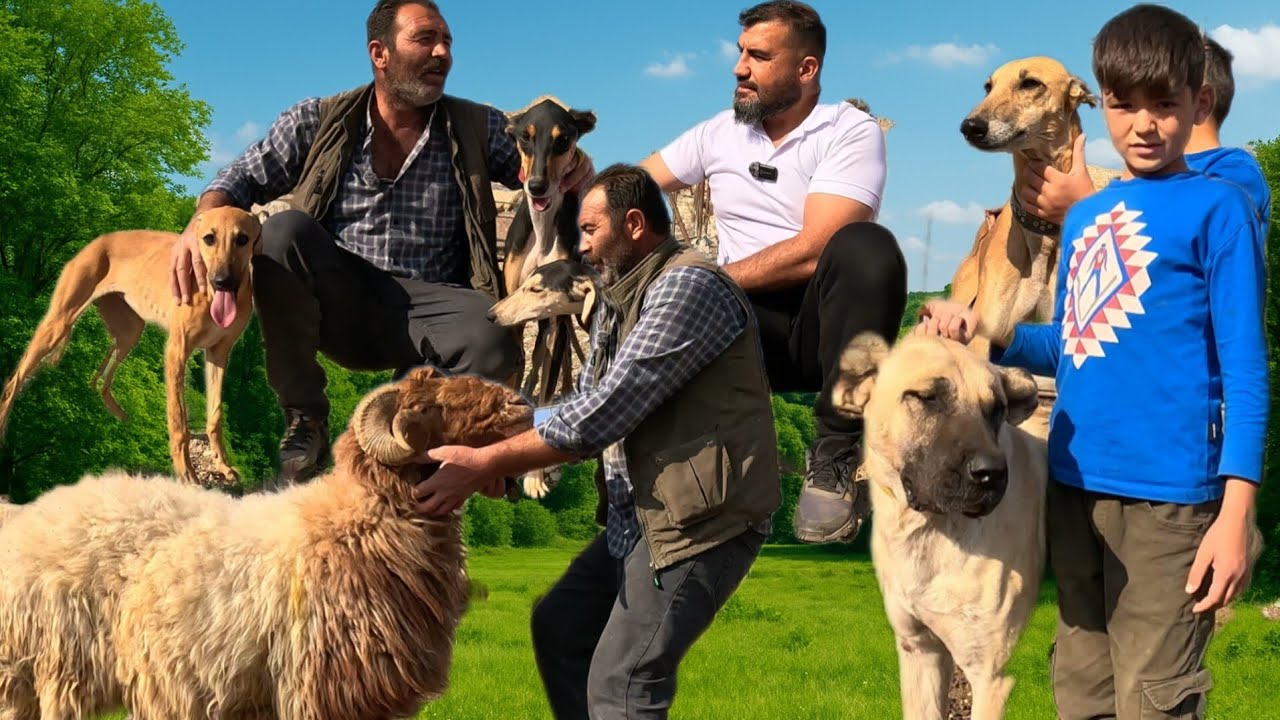 DUBAİ'YE URFA'DAN GİDEN TAZILAR!!!.GUREH ÇOBAN KÖPEKLERİNİ DOĞAL ORTAMLARINDA GÖRÜNTÜLEDİK 