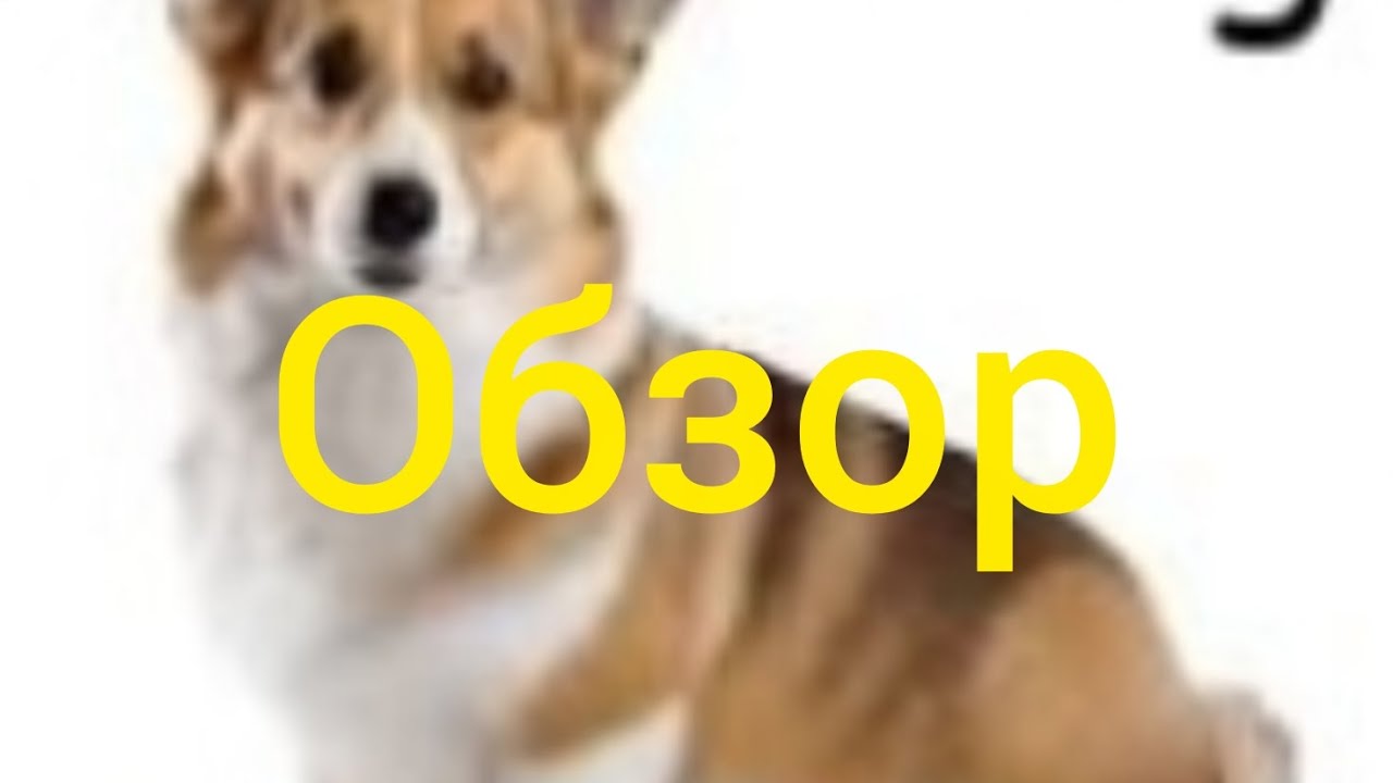 you vs corgi обзор
