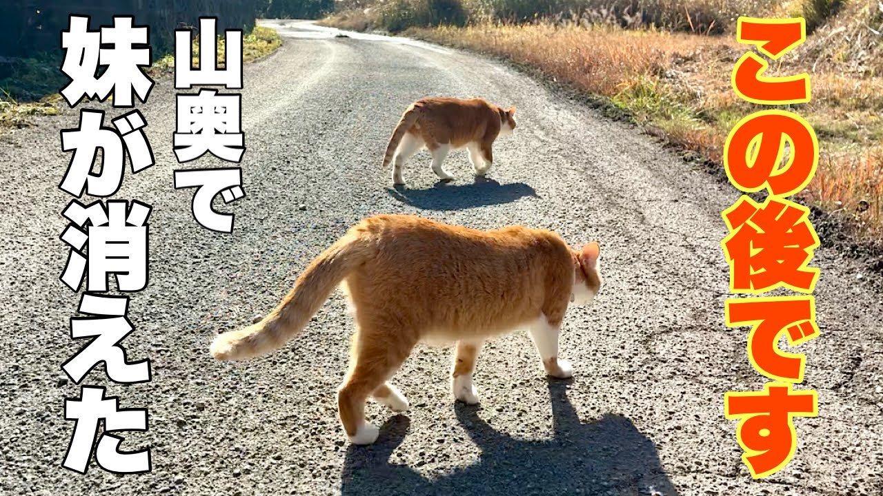 妹の泣き声に兄猫が走った！叫びながら助けに行く姿に、胸が熱くなった