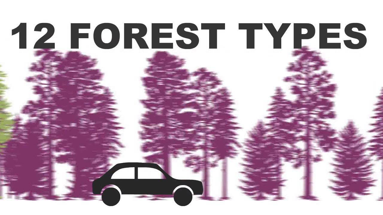 Forest Fact Break: Forest Types
