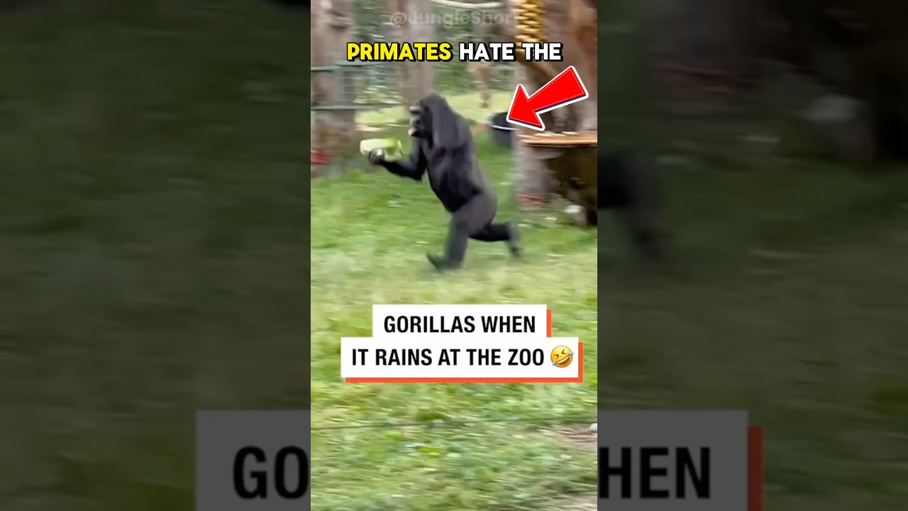 Gorillas HATE Water More Than You Think 