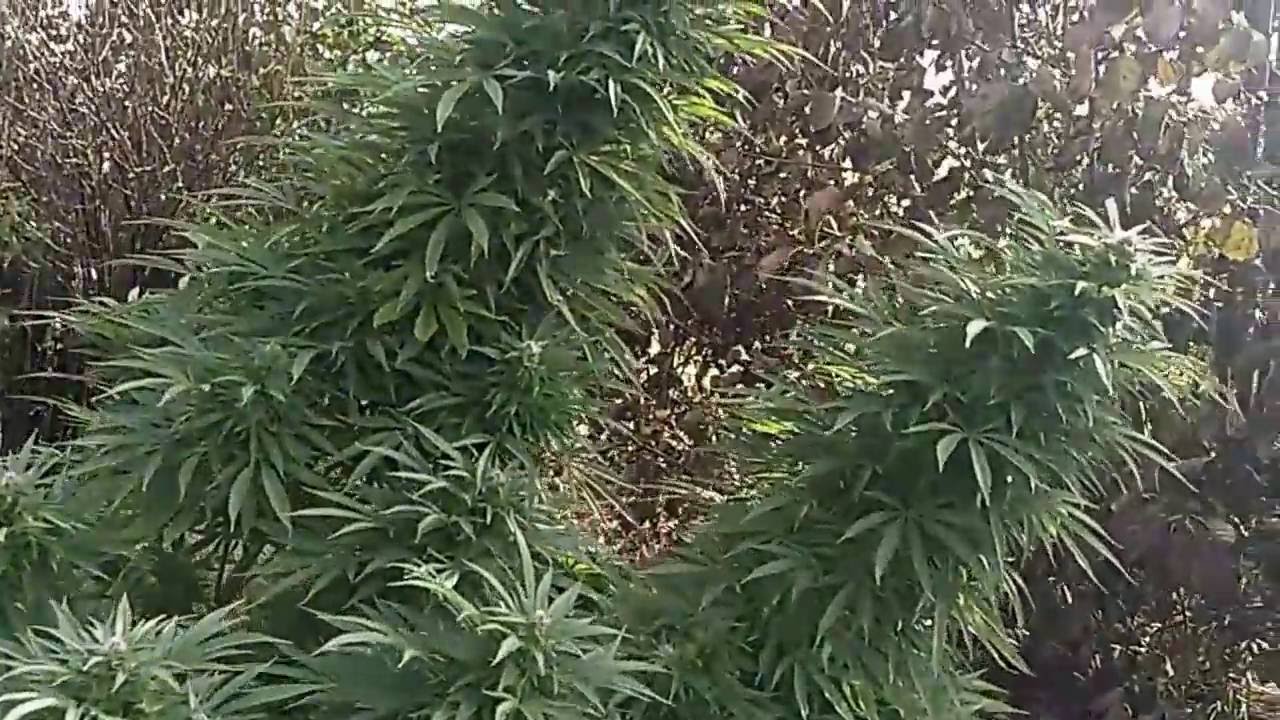 Easy Sativa Female