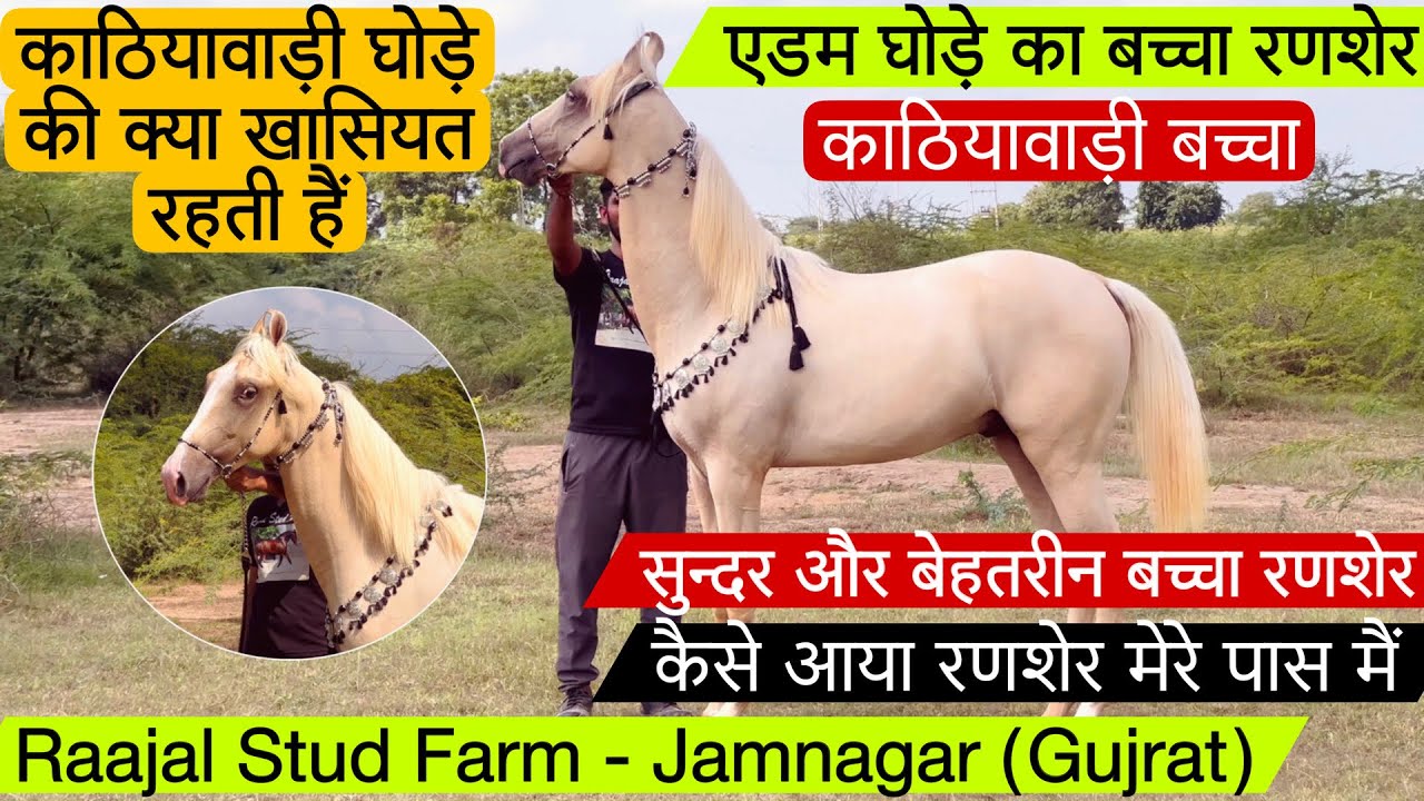 एडम घोड़े का बच्चा रणशेर राजल फार्म का बेहतरीन सुंदर काठियावाड़ी बच्चा ! (9909969645)