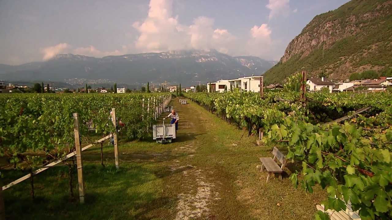 Südtirol Wein - Schulungsvideo