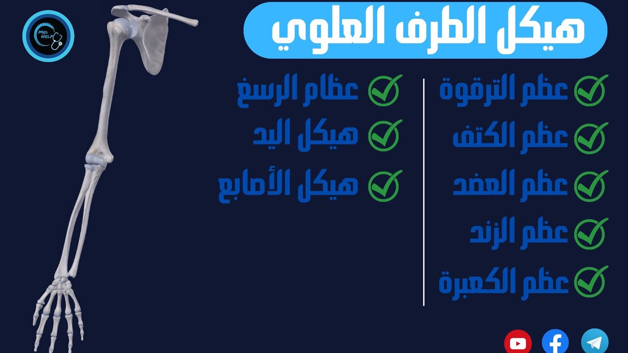 هيكل الطرف العلوي | التشريح العام | الفصل الثاني