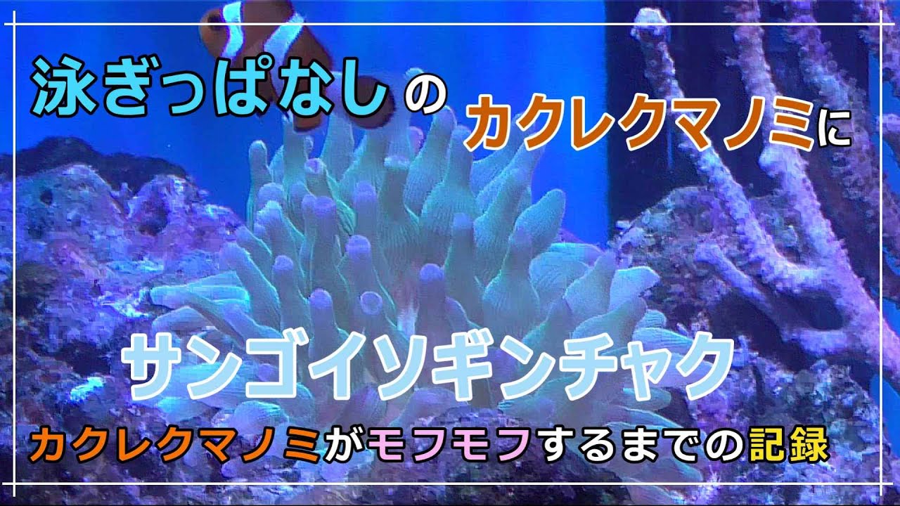 【イソギン】サンゴイソギンチャクを泳ぎ過ぎのカクレクマノミのために導入～50日間の記録【カクレクマノミ】