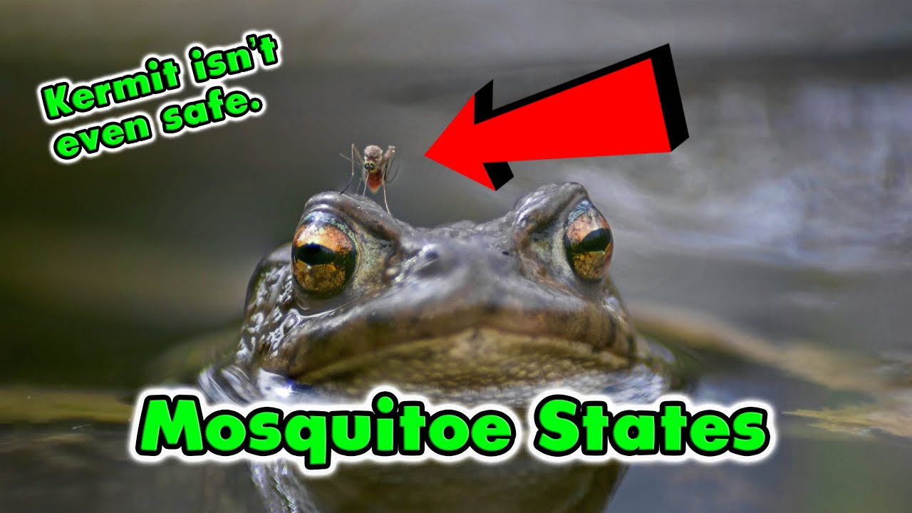Top 10 States with the WORST Mosquitoes.