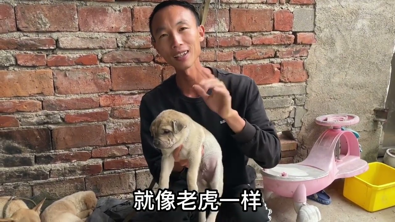 挑选好狗的1个方法，养一条好狗，选小狗很关键