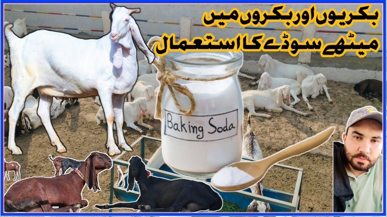 Goat Health and Baking soda || Baking soda Powder used Goat|| بکری میں میٹھے سوڈے کا استعمال