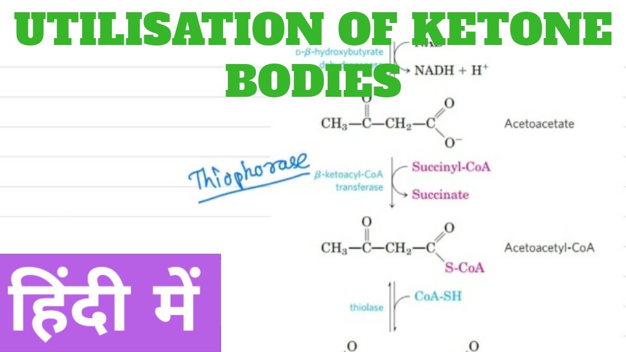 Utilization of Ketone Body in Hindi