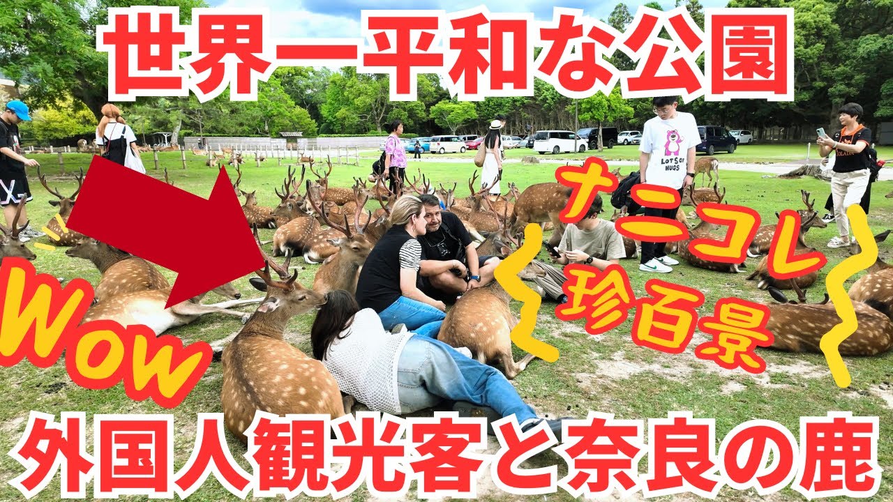 外国人観光客が楽しむ奈良公園 平和でマッタリしたナニコレ珍百景 | nara park japan,