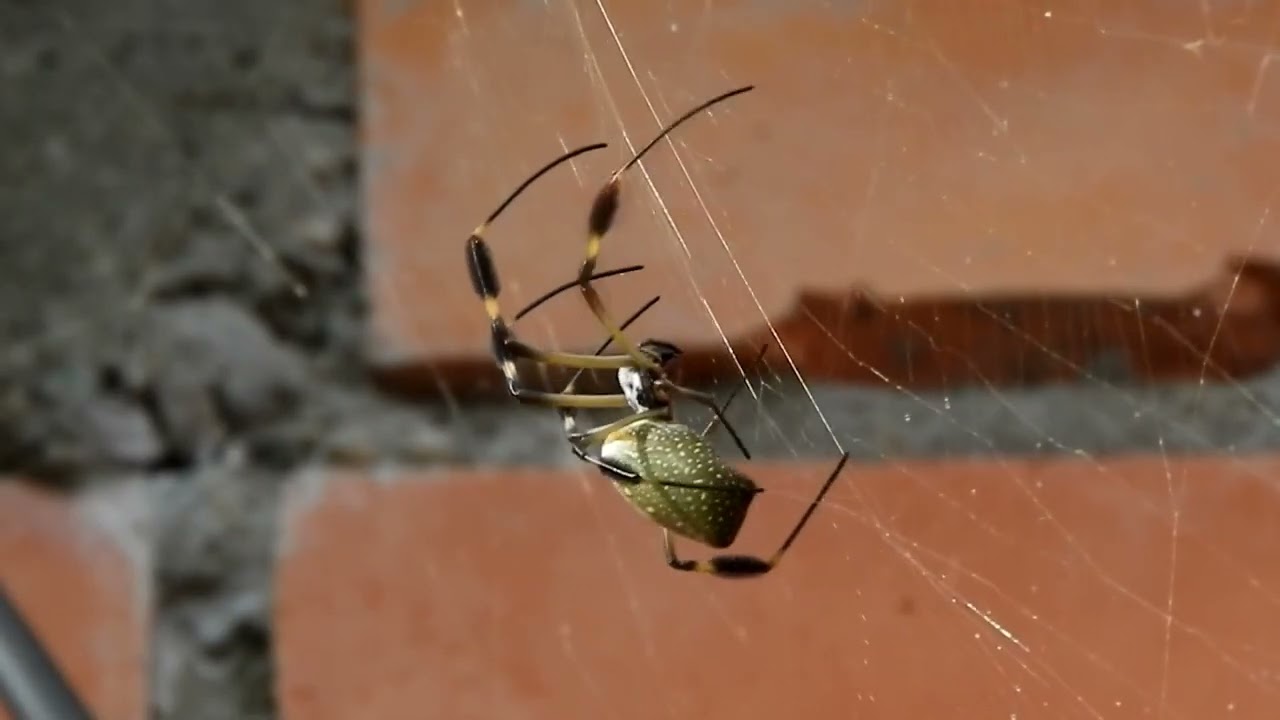 Spiders: Nature's Master Architects
