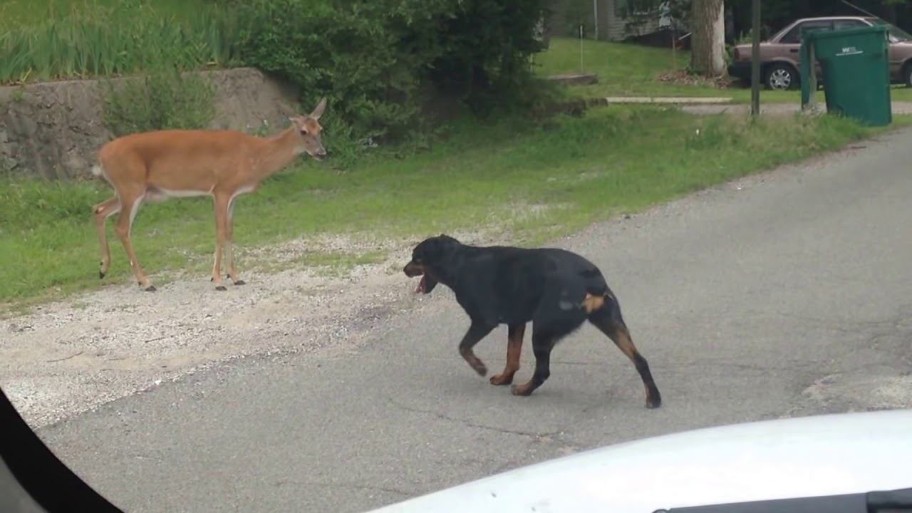 Deer vs. Dog