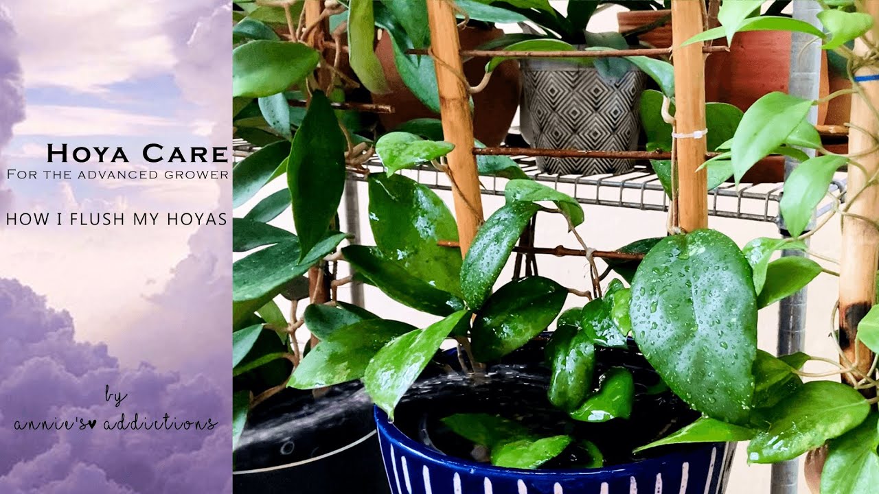 Hoya care for the advanced grower | How I flush my Hoyas