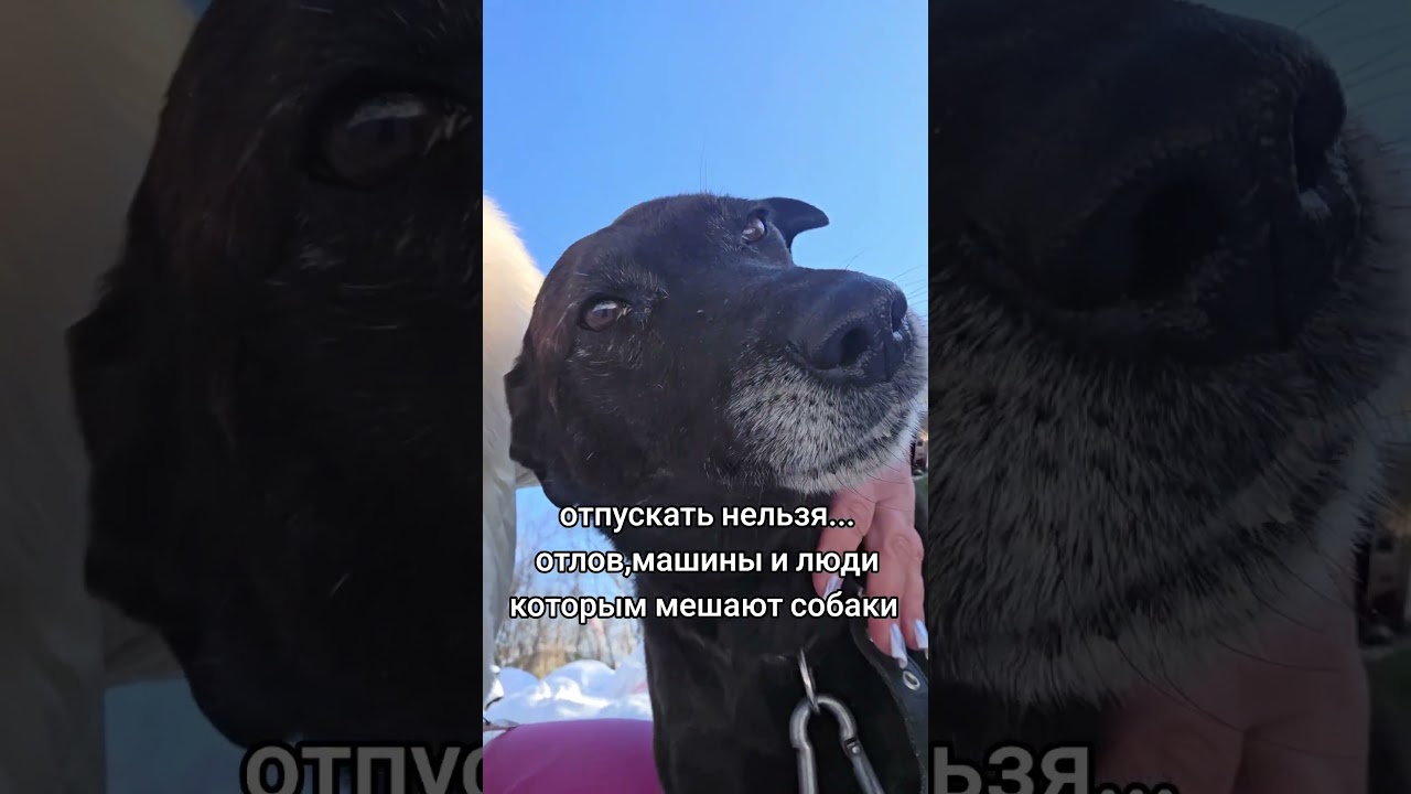 LONELY MOON / DOG ABANDONED BY ITS OWNER