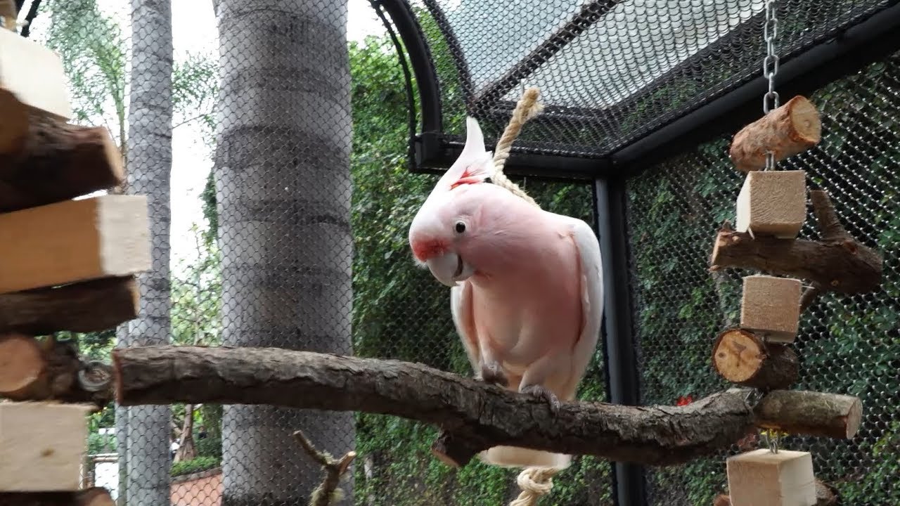 Toys for Parrots