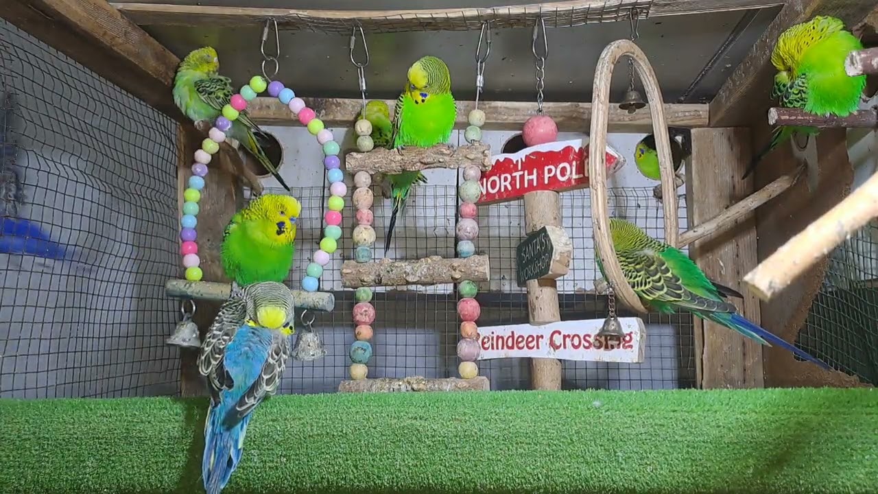 Parrot babies