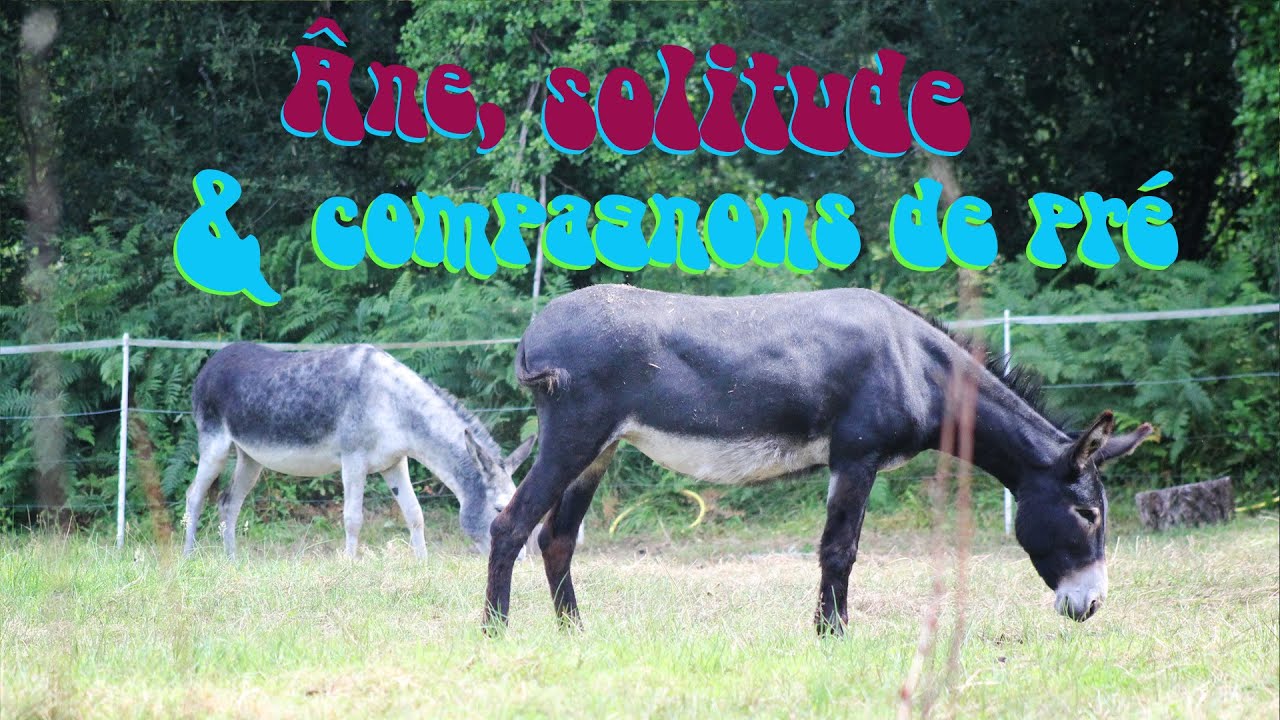 Conseils : Âne, solitude & compagnons de pré