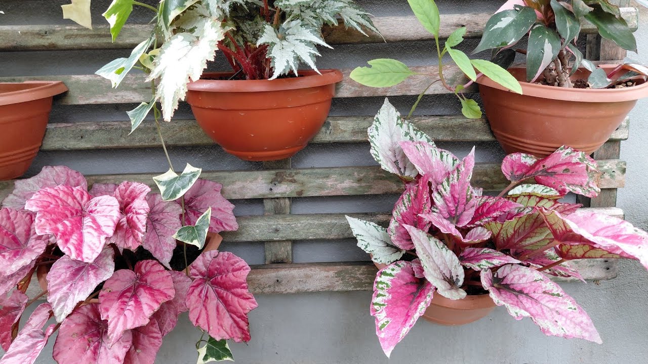 Minhas plantas depois das chuvas 🌧️🌿 | Olha como ficaram lindas