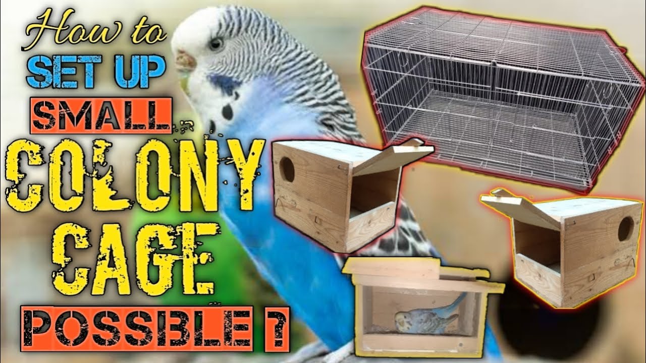 How to Set-up Small Colony cage for birds...Must watch. 🐥💡🐥